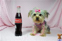 yorkshire terrier puppy posted by PuppyHeavenLV