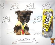 yorkshire terrier puppy posted by PuppyHeavenLV