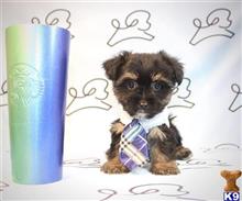 yorkshire terrier puppy posted by PuppyHeavenLV