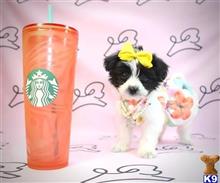 yorkshire terrier puppy posted by PuppyHeavenLV