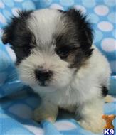 havanese puppy posted by Puppykisses