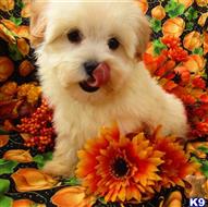 Maltipoo