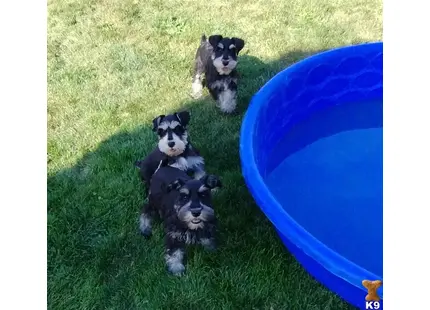 Sweet pea available Miniature Schnauzer puppy located in OAKWOOD