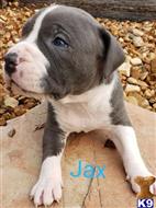 american pit bull puppy posted by Pups4saLL