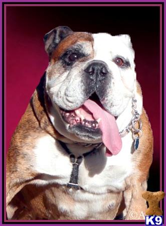 english bulldog puppy posted by PupsPlusPets