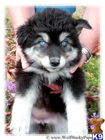 siberian husky puppy posted by PupsPlusPets