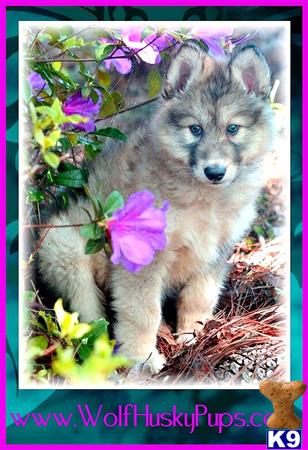 wolf dog puppy posted by PupsPlusPets