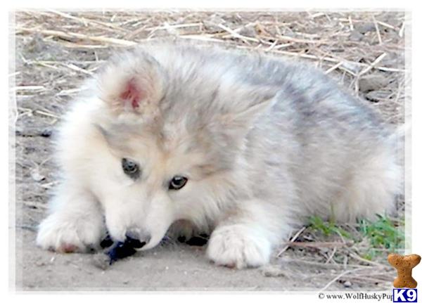 wolf dog puppy posted by PupsPlusPets