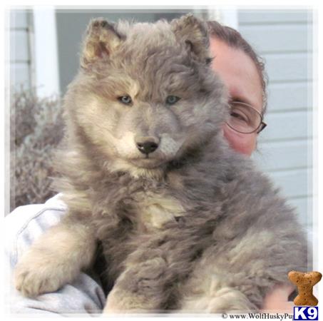 Mixed Breed Dogs Puppies For Sale In Canada Mixed Breed Dogs Puppies For Sale In Canada