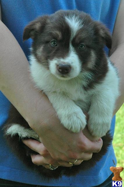border collie puppy posted by PupsThatWork