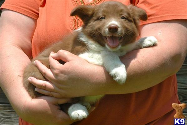 border collie puppy posted by PupsThatWork