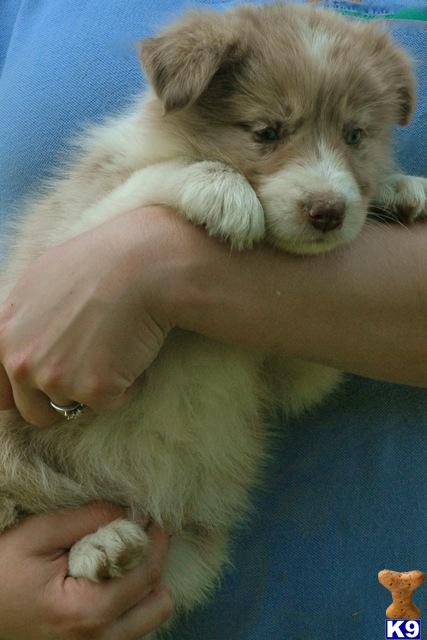 border collie puppy posted by PupsThatWork