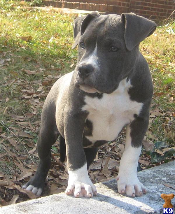 purple ribbon pitbulls