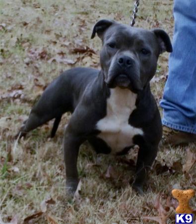 bully puppies for sale in nc bully pitbull puppies for sale in nc driverlayer search engine bully puppies for sale in nc bully pitbull puppies for sale in nc driverlayer search engine