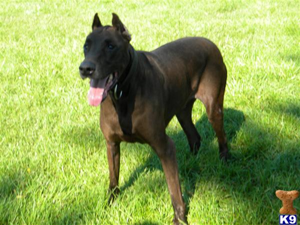 canis panther puppies canis panther for sale sarge 10 years canis panther puppies canis panther for sale sarge 10 years