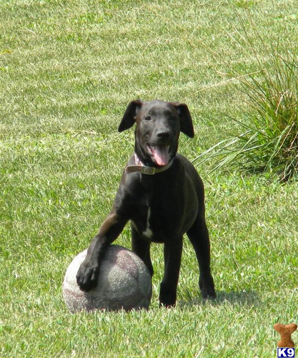canis panther puppies canis panther puppy for sale canis panther puppies 5 years canis panther puppies canis panther puppy for sale canis panther puppies 5 years