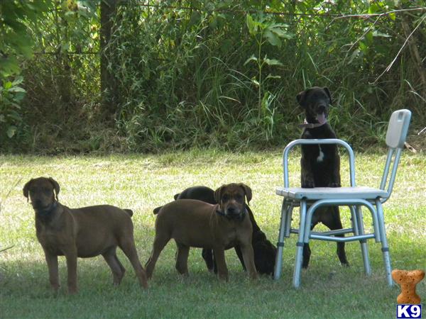 canis panther puppies canis panther puppy for sale canis panther puppies 5 years canis panther puppies canis panther puppy for sale canis panther puppies 5 years