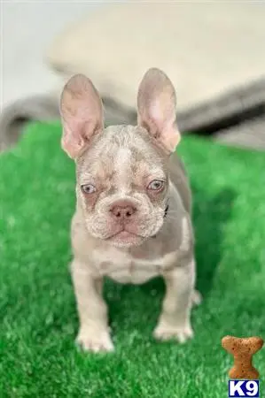 French Bulldog