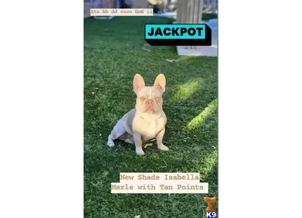 French Bulldog