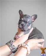 french bulldog puppy posted by RAMBOP