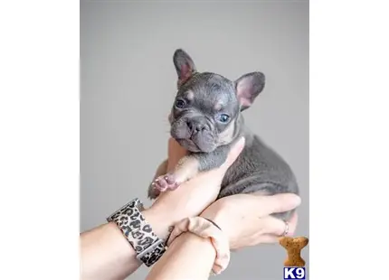 French Bulldog