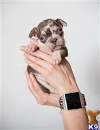 french bulldog puppy posted by RAMBOP