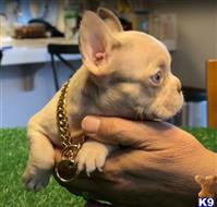 french bulldog puppy posted by RAMBOP