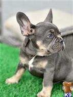 french bulldog puppy posted by RAMBOP