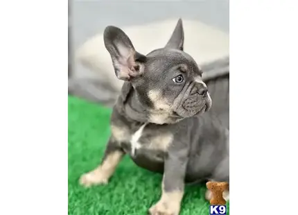 French Bulldog