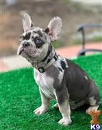 french bulldog puppy posted by RAMBOP