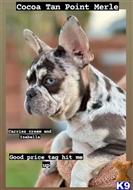 french bulldog puppy posted by RAMBOP