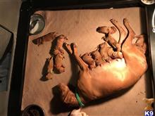 vizsla puppy posted by RJGrimm