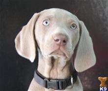weimaraner puppies for sale in tn weimaraner puppies for sale weimaraner puppies for sale in tn weimaraner puppies for sale