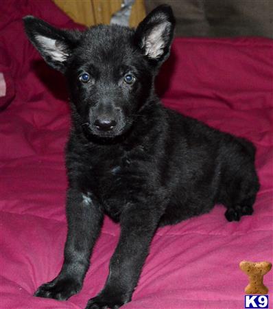 german shepherd puppy posted by ROAK