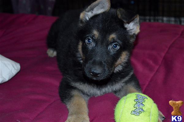 german shepherd puppy posted by ROAK