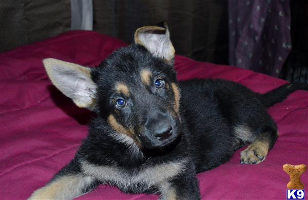 german shepherd puppy posted by ROAK