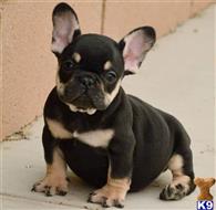 french bulldog puppy posted by ROMAN951
