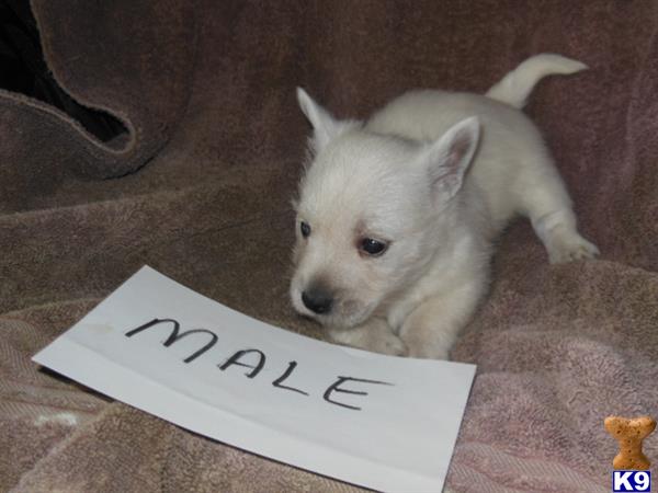 west highland white terrier puppy posted by ROSESUNIQUEBREEDS