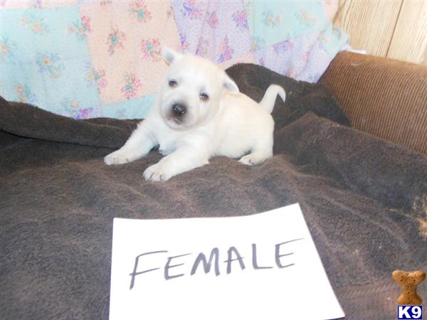 west highland white terrier puppy posted by ROSESUNIQUEBREEDS