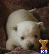 west highland white terrier puppy posted by ROSESUNIQUEBREEDS