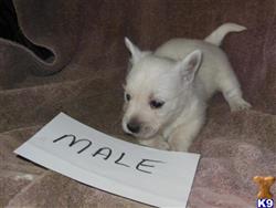 west highland white terrier puppy posted by ROSESUNIQUEBREEDS