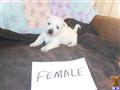 west highland white terrier puppy posted by ROSESUNIQUEBREEDS