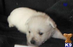 west highland white terrier puppy posted by ROSESUNIQUEBREEDS