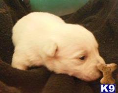west highland white terrier puppy posted by ROSESUNIQUEBREEDS