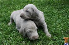 weimaraner puppy posted by RRR123