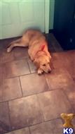 Gunner available Golden Retriever puppy located in SCIO