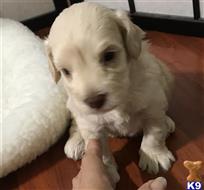 schnoodle puppy posted by Rachellespups