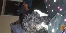 havanese puppy posted by Rachzayzay