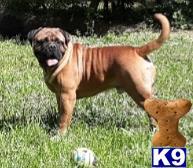 Bullmastiff