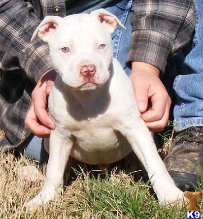 solid white pitbull puppies for sale american pit bull puppy for sale solid white nose with 1 blue eye pr 10 solid white pitbull puppies for sale american pit bull puppy for sale solid white nose with 1 blue eye pr 10
